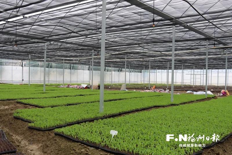 永泰良种良法孕育丰收“好苗头”